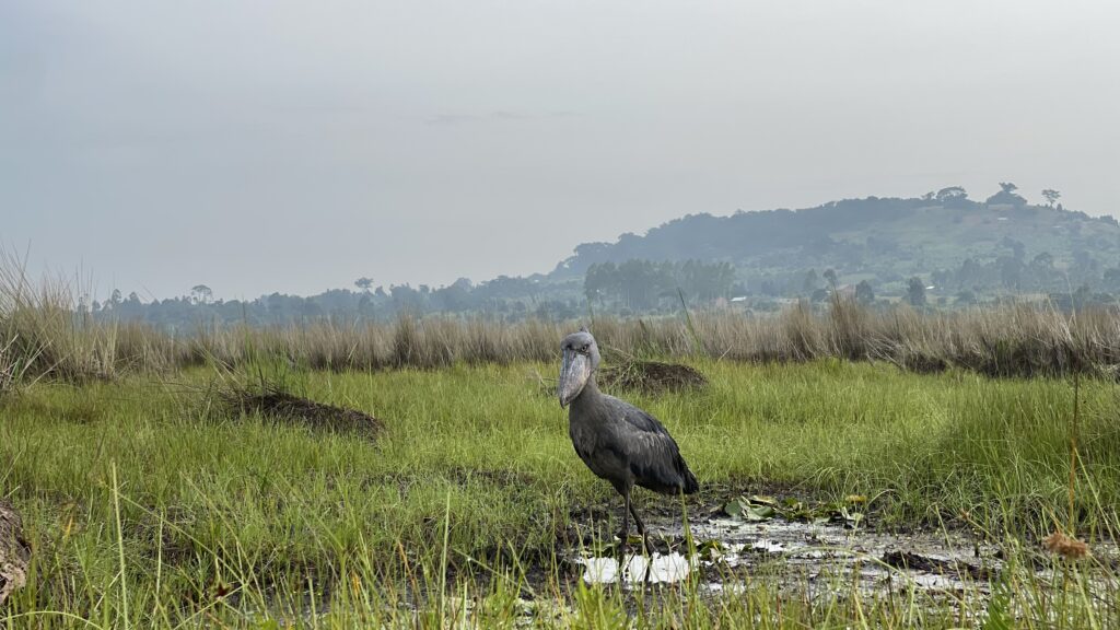 Wetland Sentinel